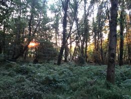 winter sun through trees