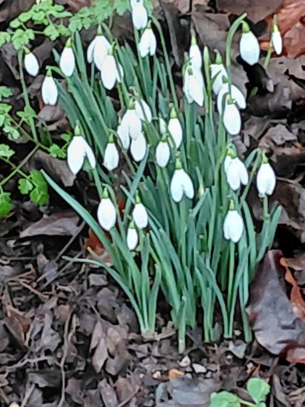 snowdrops flowering