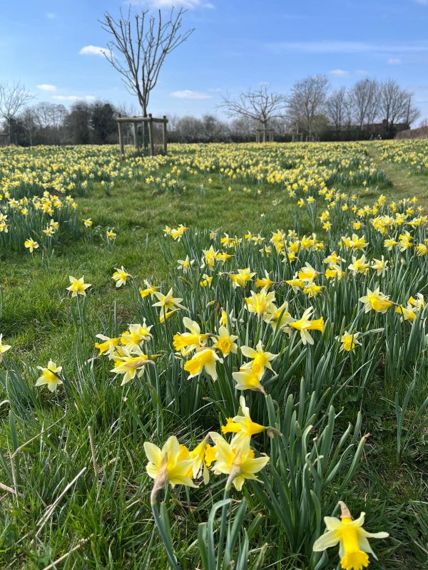 Field of Daffodil`s
