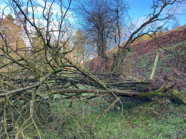 A fallen Tree may necessitate a change to the originally planned route