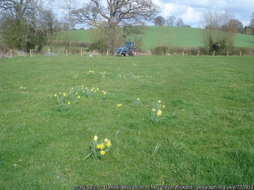 Daffodil Way south of Kempley Green, copyright Trevor Rickard, used under Creative Commons licence v2.0.