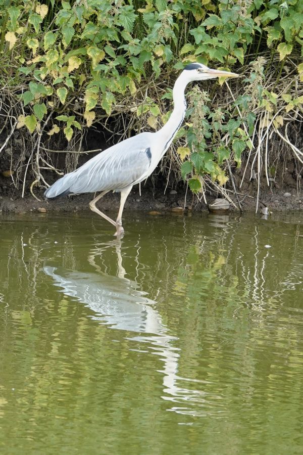 heron