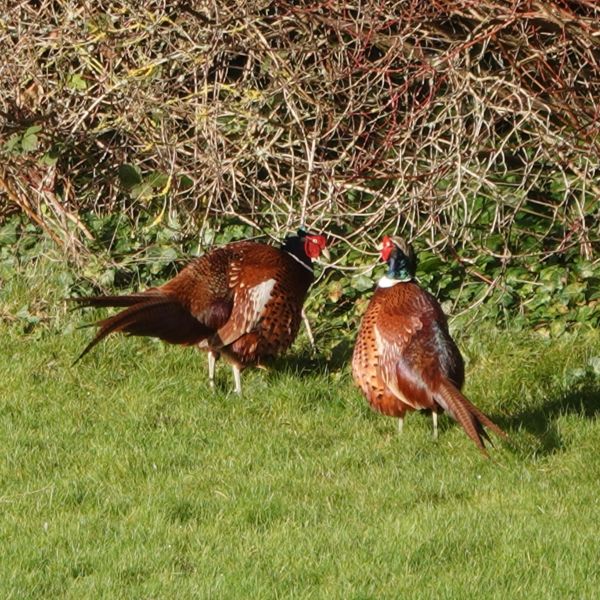 Pheasants
