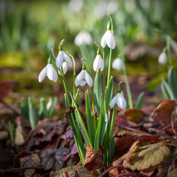 Snowdrops