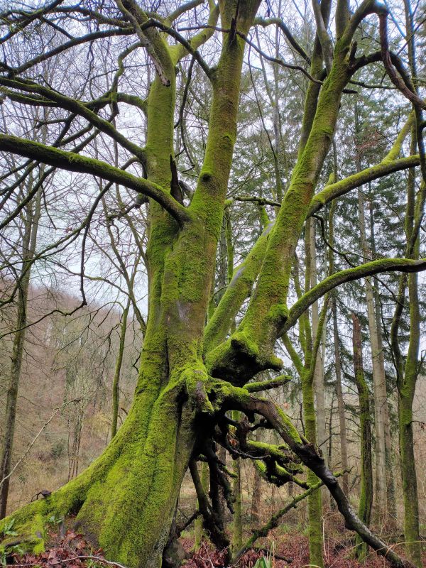 Tree with a green velvet jacket