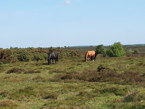 New Forest