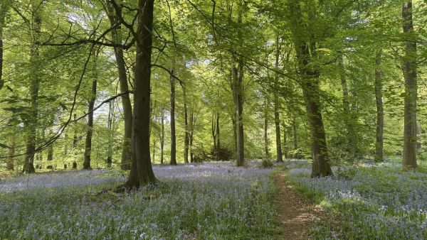 Bluebell Woods