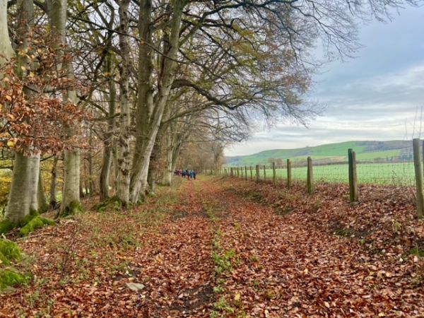 A view down a country path with woods on teh left an dhills on the right.