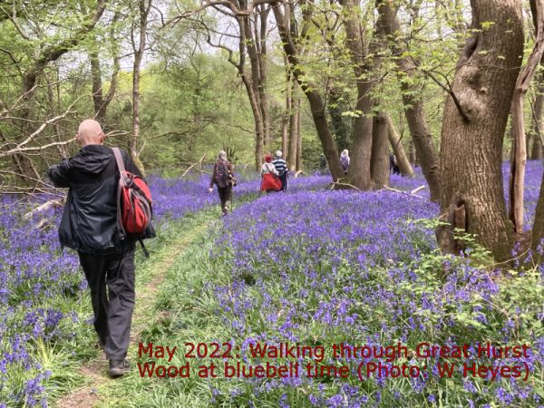 Bluebells in Great Hurst Wood