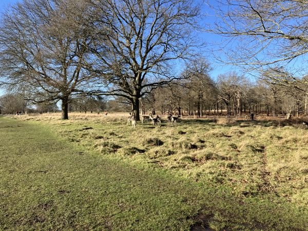 Richmond Park