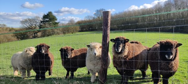 Sheep along Wool Towns walk