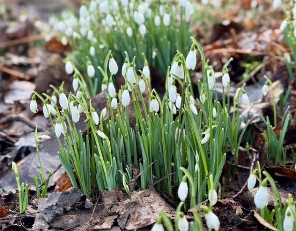 snowdrops