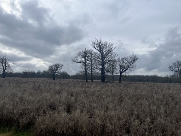 Moody skies in Essex