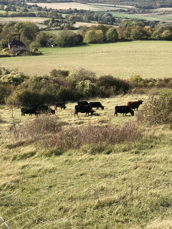 Cattle in field - Otford