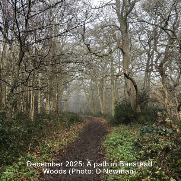 A path in Banstead Woods