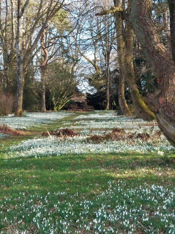 snowdrops in woodland