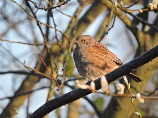 Close-up of a sparrow sitting on a tree branch, captured in natural light