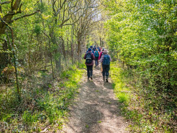 Ramblers on track through trees in spring leaf
