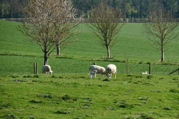 lambs in spring in field with trees