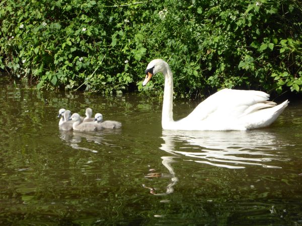 Swans