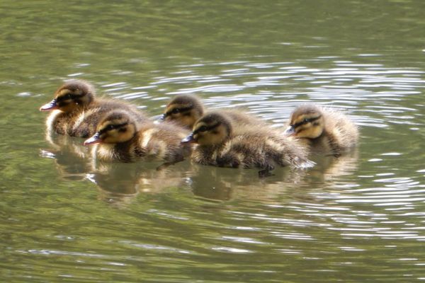 Ducklings on a pond