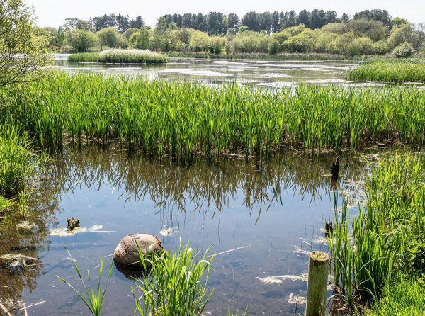 A view across Morton Lochs