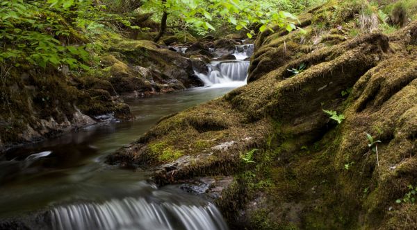 A small woodland stream flows over moss‑covered rocks, creating gentle cascades as the water moves downhill. The water appears smooth and silky from a long‑exposure effect, contrasting with the rough texture of the rocks around it. The banks of the stream are lined with thick green moss, ferns and low vegetation. Overhanging branches with bright green leaves create a canopy above the water. The scene is shaded and peaceful, with soft natural light filtering through the forest, highlighting the flowing water