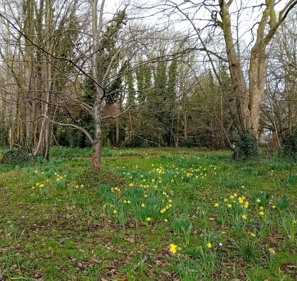 Grass, daffodils,  trees.