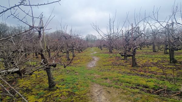 Sissinghurst Orchard