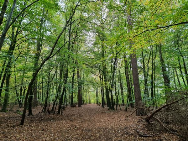 Brandon Country Park