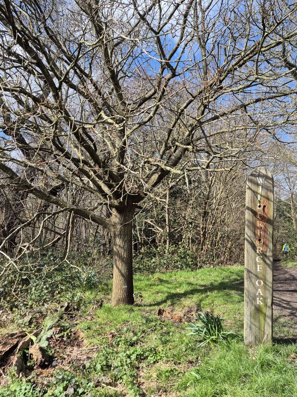 Wilberforce Oak