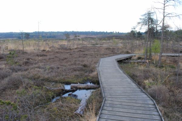 Dersingham Bog