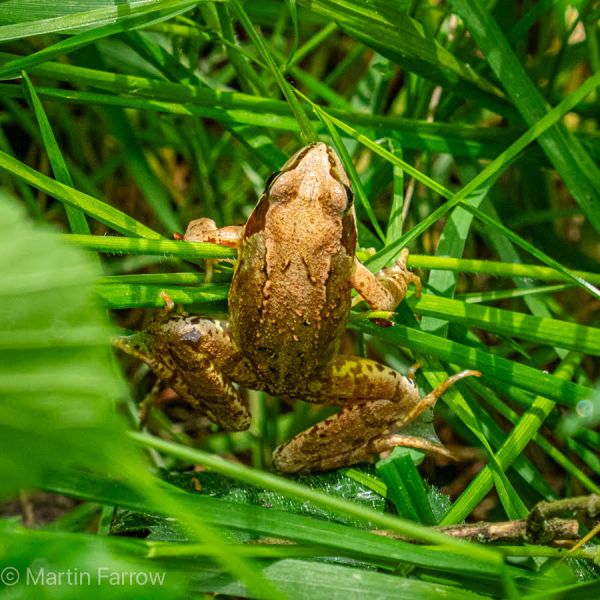 frog on grass