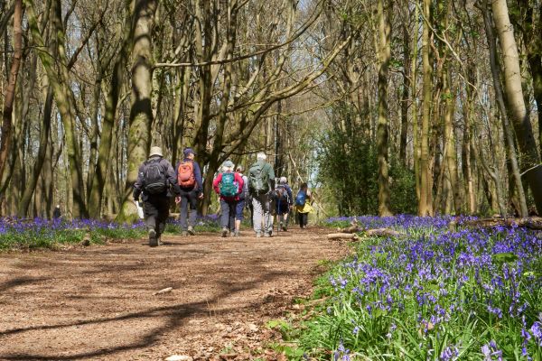 ramblers walking in woods with bluebells