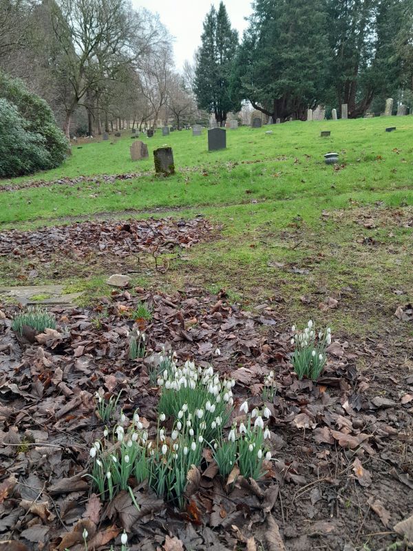 Snowdrops in Carlisle Cemetery