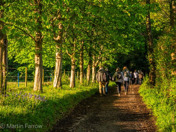 Ramblers walking down avenue in spring