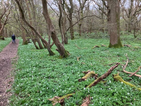 Arlington Woods Bluebells