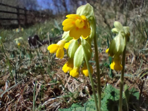 Cowslips