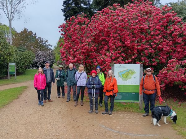 Our rhododendron walk in 2024