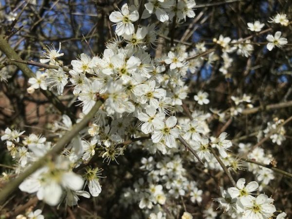 Blackthorn