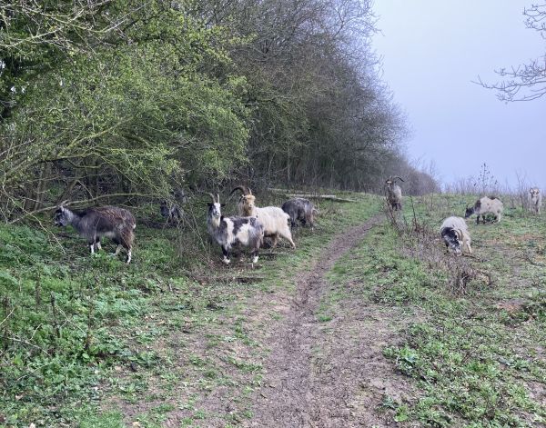 Cheviot Goats at Hadleigh