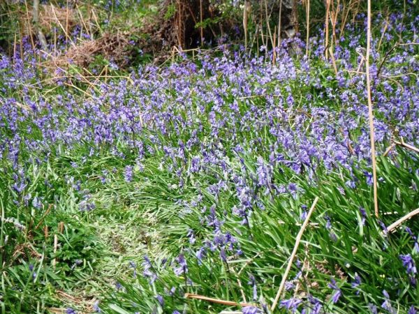 Bluebell woods
