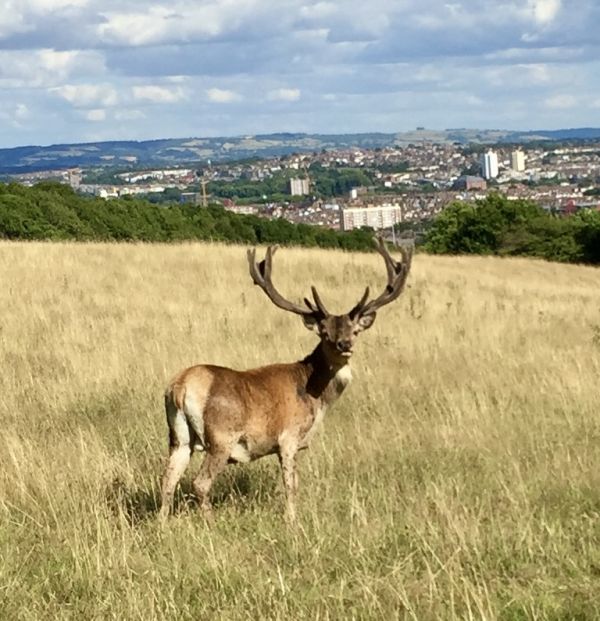 Red deer at Ashton Court Estate