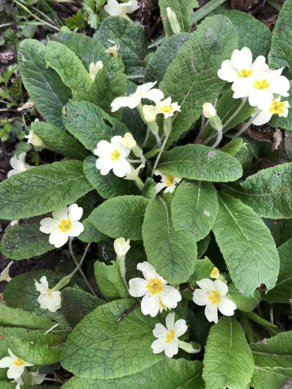 Primroses