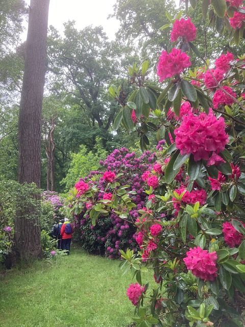 Last year's rhododendrons.