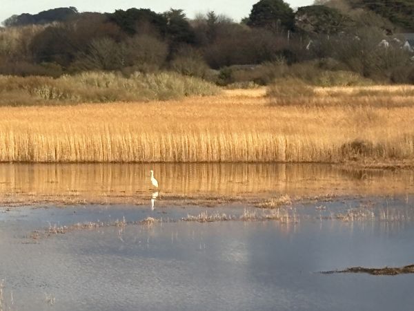 Marazion Marsh