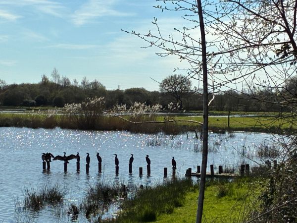 View of Heron Lake from the Heron hide