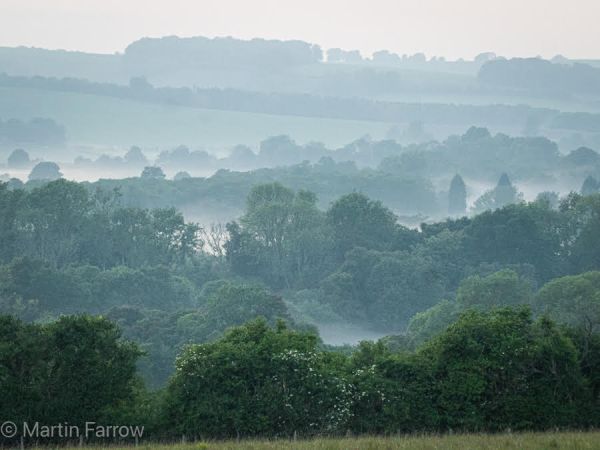 misty evening view over trees