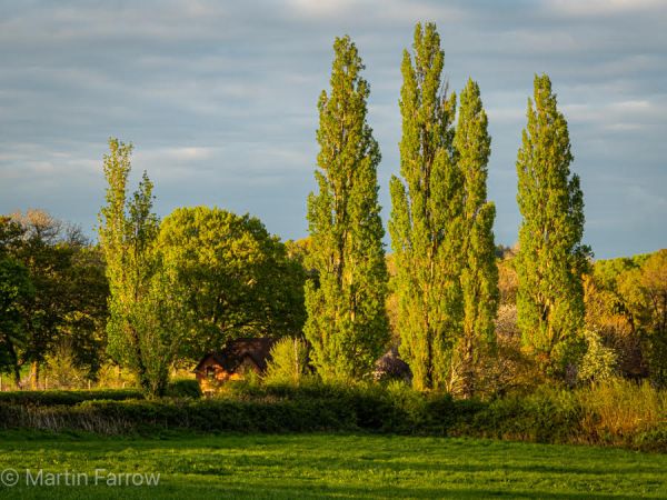 trees lit by evening sun