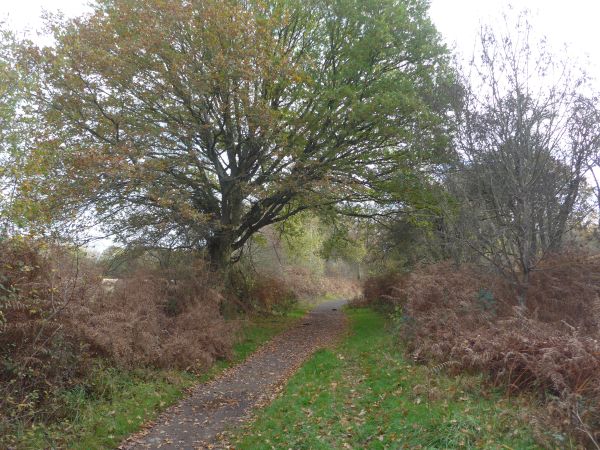 Footpath on Bookham Common